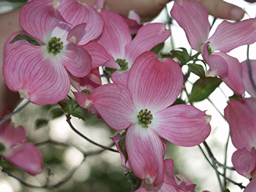 PLAT FIRM GERMINATIONSAMEN: 60 Samen: Roter blÃƒ¼hender Hartriegel, Cornus florida rubra, Baumsamen (tfarben auffd) von PLAT FIRM