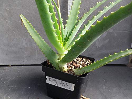 PLAT FIRM GERMINATIONSAMEN: ALOE arborescens Torch Aloe 4,5"Topf # 925 hoch aufrecht Baumart Arborescens von PLAT FIRM