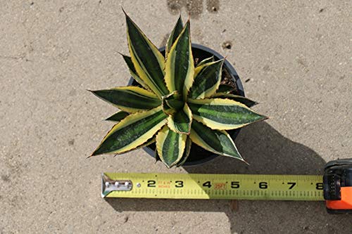 PLAT FIRM GERMINATIONSAMEN: Agave lophantha 'Quadricolor', Agave univittata, Quadricolor Century Plant von PLAT FIRM