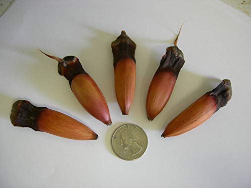 PLAT FIRM GERMINATIONSAMEN: Araukarie -Oregon-Araucaria 5 Fresh Seeds von PLAT FIRM