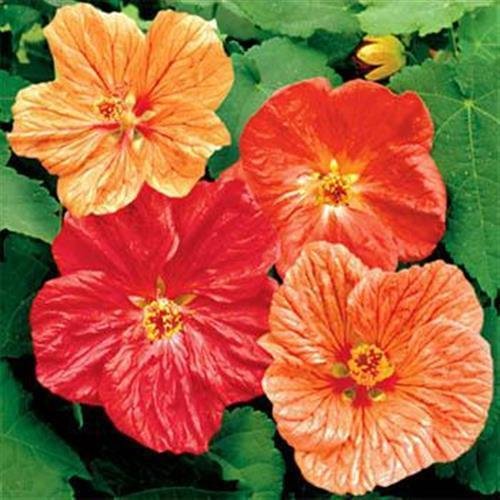 PLAT FIRM GERMINATIONSAMEN: B) 2000 Samen: Outsidepride Abutilon Mix Blumensamen von PLAT FIRM