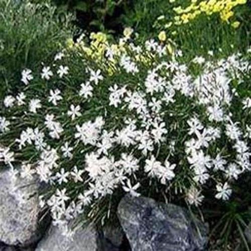 PLAT FIRM GERMINATIONSAMEN: B) 2000 Samen: Outsidepride Dianthus arenarius Bodendecker Seed von PLAT FIRM