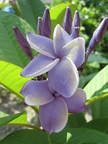 PLAT FIRM GERMINATIONSAMEN: Belle Starr FRAGRANT PLUMERIA Schneiden mit ROOTED 7-12 INCH + FREE PHYTO PLAT FIRM GERMINATIONSAMEN: Belle Starr FRAGRANT PLUMERIA Schneiden mit ROOTED 7-12 INCH + FREE PHYTO von PLAT FIRM