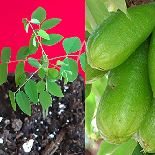 PLAT FIRM GERMINATIONSAMEN: Bilimbi Averrhoa Sämling Gurkenbaum Sauerampfer Topfpflanze PLAT FIRM GERMINATIONSAMEN: Bilimbi Averrhoa Sämling Gurkenbaum Sauerampfer Topfpflanze von PLAT FIRM