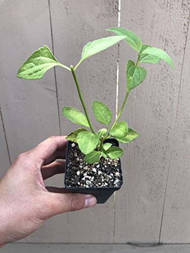 PLAT FIRM GERMINATIONSAMEN: Calea zacatechichi Traumkraut PLAT FIRM GERMINATIONSAMEN: Calea zacatechichi Traumkraut von PLAT FIRM