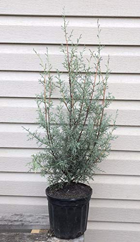 PLAT FIRM GERMINATIONSAMEN: Carolina phire Arizona Zypresse 14inches 1 gal Topf von PLAT FIRM