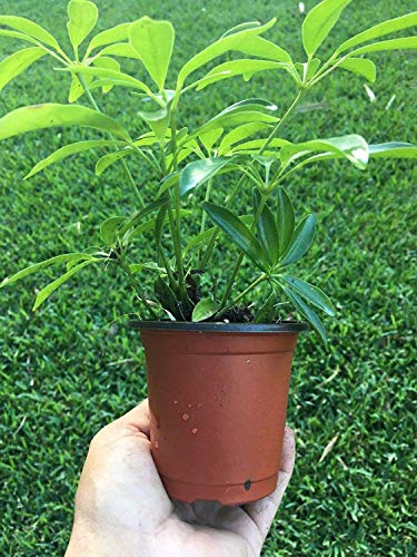 PLAT FIRM GERMINATIONSAMEN: Dwarf Umbrella Tree, Schefflera arboricola, Live-Gesunde Haus-Anlage 3" eingetopft PLAT FIRM GERMINATIONSAMEN: Dwarf Umbrella Tree, Schefflera arboricola, Live-Gesunde Haus-Anlage 3" eingetopft von PLAT FIRM