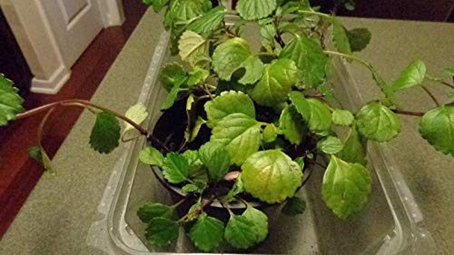 PLAT FIRM GERMINATIONSAMEN: EIN Quart Topf SCHWEDISCHES Efeu (Plectranthus Australis) von PLAT FIRM