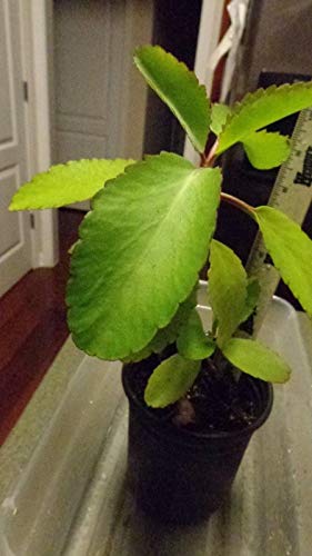 PLAT FIRM GERMINATIONSAMEN: Ein Pint-Topf KALANCHOE PINNATA Wunderblatt-Luftpflanzen Bryophyllum Pinnatum von PLAT FIRM