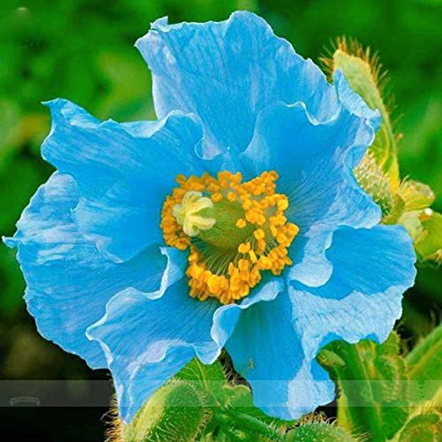 PLAT FIRM GERMINATIONSAMEN: Himalayablau Meconopsis grandis 200 Samen selten PLAT FIRM GERMINATIONSAMEN: Himalayablau Meconopsis grandis 200 Samen selten von PLAT FIRM