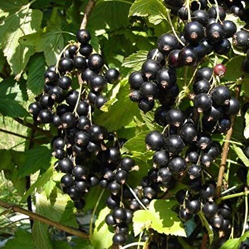 PLAT FIRM GERMINATIONSAMEN: Johannispflanze: 'Titania' Schwarze Johannise, Lebende Pflanze. Ã‚ (?????? ?????????.) von PLAT FIRM