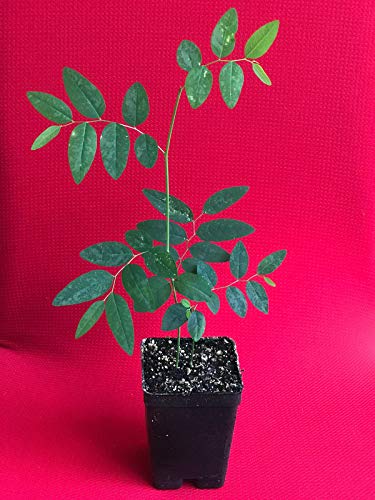PLAT FIRM GERMINATIONSAMEN: Katuk Variegated Sauropus Androgynus Stern Stachelbeere Sweet Leaf Bush Pflanze 4-10" von PLAT FIRM