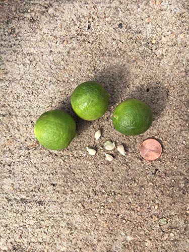 PLAT FIRM GERMINATIONSAMEN: Key Lime - 5 frische Samen - Kleinste Variety - Pflanzen Sie Ihre eigene Dwarf Obstbaum! von SVI