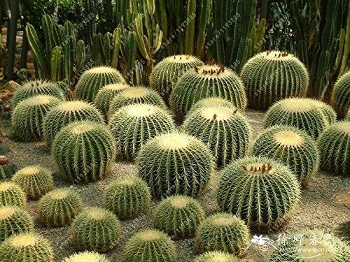 PLAT FIRM GERMINATIONSAMEN: Kissen der Schwiegermutter - ECHINOCACTUS GRUSONII - 10 Samenkakteen/Sukkulenten PLAT FIRM GERMINATIONSAMEN: Kissen der Schwiegermutter - ECHINOCACTUS GRUSONII - 10 Samenkakteen/Sukkulenten von PLAT FIRM