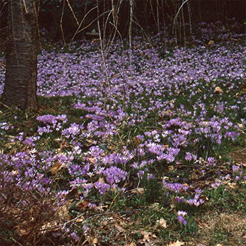 PLAT FIRM GERMINATIONSAMEN: Krokus Tommasinianus 24 Zwiebeln von PLAT FIRM