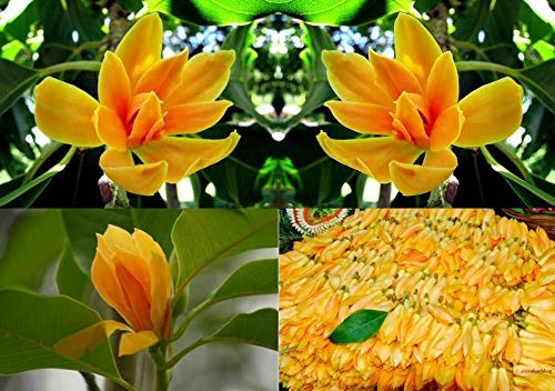 PLAT FIRM GERMINATIONSAMEN: Magnolia Champaca oder Michalia Champaca, Joy Parfüm-Baum, 15+ Samen. Sehr selten! PLAT FIRM GERMINATIONSAMEN: Magnolia Champaca oder Michalia Champaca, Joy Parfüm-Baum, 15+ Samen. Sehr selten! von PLAT FIRM