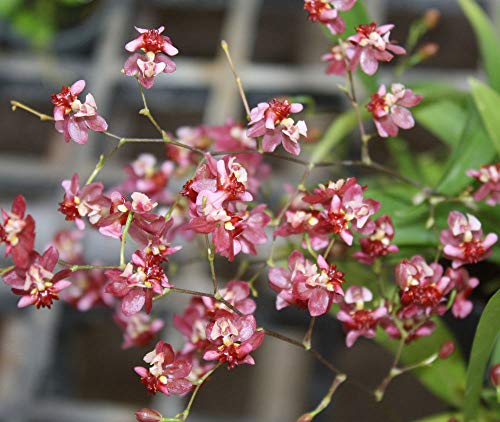 PLAT FIRM GERMINATIONSAMEN: Oncidium Twinkle Red 1 Pflanze ORCHIDS HYBRIDS von PLAT FIRM