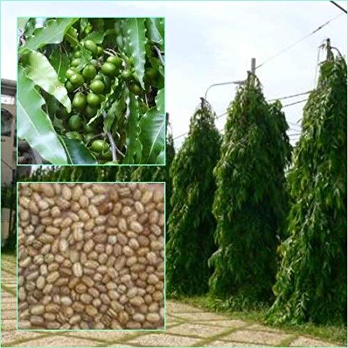 PLAT FIRM GERMINATIONSAMEN: Polyalthia longifolia 10 Samen, die Mast Baum zum Anpflanzen Von Thailand von PLAT FIRM