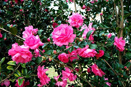 PLAT FIRM GERMINATIONSAMEN: Rose of Autumn ~ Camellia sasanqua ~ von PLAT FIRM