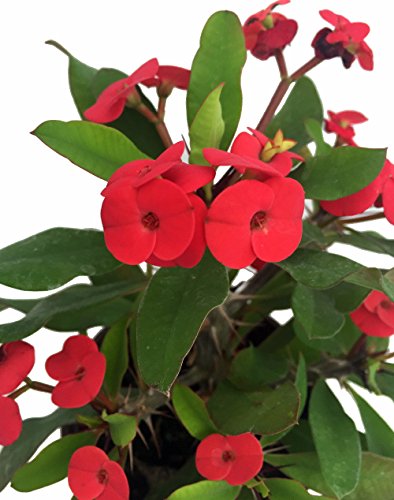 PLAT FIRM GERMINATIONSAMEN: Rote Dornenkrone Pflanze - Euphorbia splendens - 5" Pot von PLAT FIRM