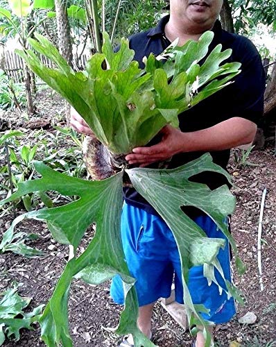 PLAT FIRM GERMINATIONSAMEN: Staghorn Fern Spore Platycerium wallichii 5000 spore Thailand von PLAT FIRM