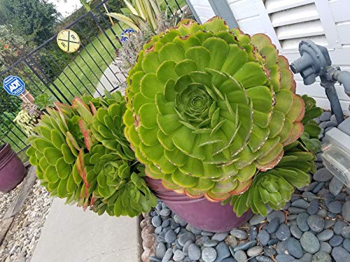 PLAT FIRM GERMINATIONSAMEN: Sukkulentenpflanzen Aeonium Arboreum, gigantische Stecklinge mit Wurzelhormonen von PLAT FIRM