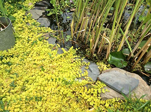 PLAT FIRM GERMINATIONSAMEN: TEICH Creeping Jenny KOI TEICHANLAGE AQUATISCHE ANLAGE Stecklinge bereit Für Sie zum Wurzeln PLAT FIRM GERMINATIONSAMEN: TEICH Creeping Jenny KOI TEICHANLAGE AQUATISCHE ANLAGE Stecklinge bereit Für Sie zum Wurzeln von PLAT FIRM