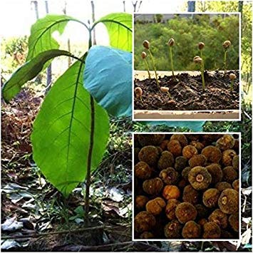 PLAT FIRM GERMINATIONSAMEN: Tectona grandis 100 Samen Teak Tik-Baum-tropische Laub Samen Seltene Von Thai von SVI