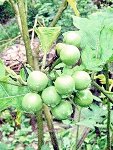 PLAT FIRM GERMINATIONSAMEN: Thai Auberginen Erbse Solanum Trilobatum 25 Samen X 4er Pack ThaiGardener von SVI