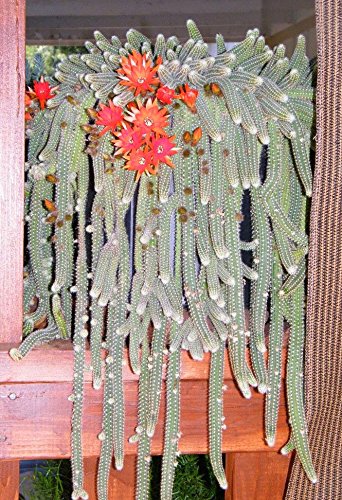 PLAT FIRM GERMINATIONSAMEN: VERKAUF! Cactus Peanut Starters (Echinopsis Chamaecereus) 20 für $ 10.00 von PLAT FIRM
