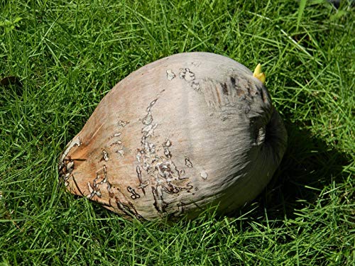 PLAT FIRM KEIM SEEDS: 1 Kokospalme Samen bereit zu pflanzen von PLAT FIRM