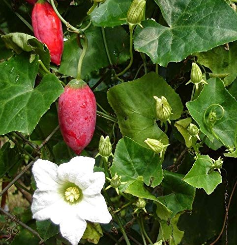 PLAT FIRM KEIM SEEDS: 10 Samen: TINDOLA Samen, scharlachranke, Tindola, Efeu-KÃƒ¼rbis, Efeu KÃƒ¼rbis von PLAT FIRM