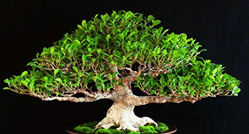 PLAT FIRM KEIM SEEDS: 100 Samen: Samen Chinese Feiger, Ficus Retusa, Tiger Bark Ficus, Bonsai geeignet von PLAT FIRM