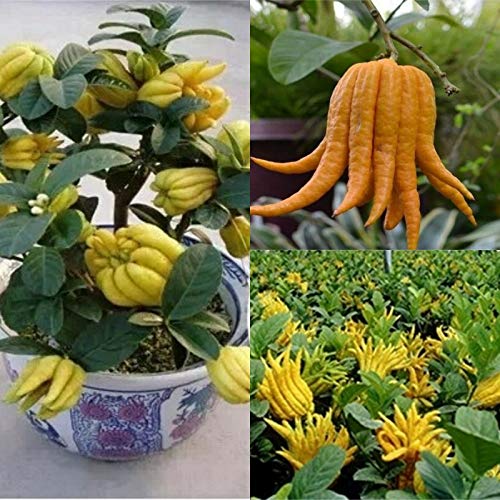 PLAT FIRM KEIM SEEDS: 20 Samen: USA Erbstück Bio Bergamotte Fingered Citron (Buddhas Hand) 10-80 Samen von PLAT FIRM