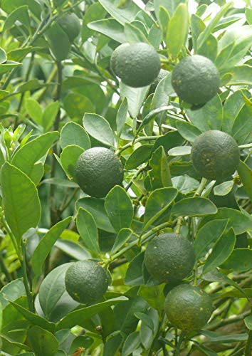 PLAT FIRM KEIM SEEDS: Calamansi/Calamondin Samen 30 Stück (Citrfortunella microcarpa) von PLAT FIRM