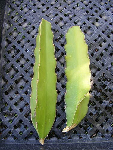 PLAT FIRM KEIM SEEDS: Dragon Fruit Epiphyllum Pitahaya Sukkulente Kaktus 2 Stecklinge! von PLAT FIRM