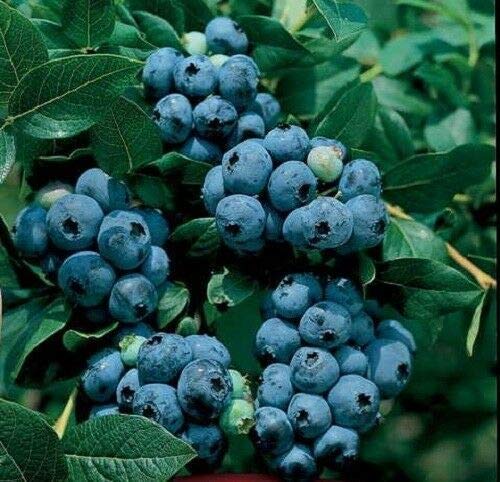 PLAT FIRM Keim Seeds: Blau - 'Sharp' - Vaccinium (Stämmige) von PLAT FIRM