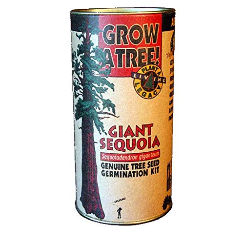 PLAT FIRM Keim Seeds: Giant Sequoia Growing Set von PLAT FIRM