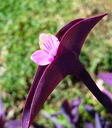 PLAT FIRM Keim Seeds: Purple Heart Pflanze Ering Jude Tradescantia von PLAT FIRM