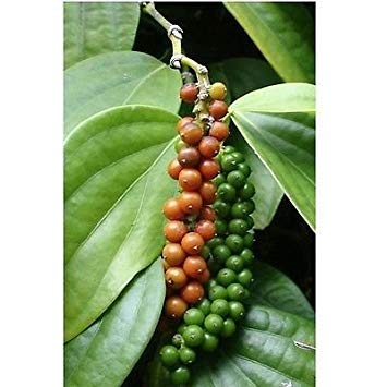 PLAT FIRM Piper nigrum - Peppercorn - seltener tropischer Samen (10) von PLAT FIRM