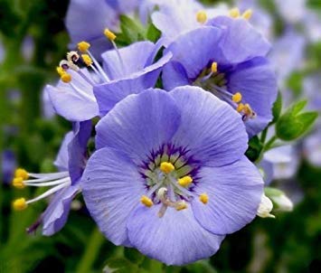 PLAT FIRM: 1000 Jacobs Ladder Seeds - Jakobsleiter - Polemonium von PLAT FIRM