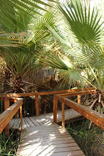 PLAT FIRM: 5 Samen von Washingtonia Filifera Hardy Formular Zone 6b PLAT FIRM: 5 Samen von Washingtonia Filifera Hardy Formular Zone 6b von PLAT FIRM
