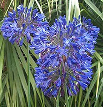PLAT FIRM: Agapanthus ist Sturm Wolke 10 Samen PLAT FIRM: Agapanthus ist Sturm Wolke 10 Samen von PLAT FIRM