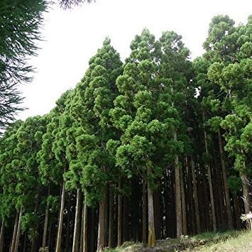 PLAT FIRM: Japanische Zeder Samen Samen (Cryptomeria) 50 + Seeds von PLAT FIRM