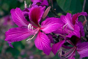 PLAT FIRM: Orchidee Samen, Bauhinia Purpurea, 5 Samen Samen PLAT FIRM: Orchidee Samen, Bauhinia Purpurea, 5 Samen Samen von PLAT FIRM