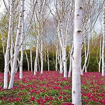 PLAT FIRM: Papier Birke Samen Samen (Betula papyrifera) 50 + Seeds von PLAT FIRM