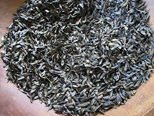 PLAT FIRM GERMINATIONSAMEN: 1 LB Madder, Rubia Tinctorum, Rubiaceae, BULK-Samen, Bio, ErbstÃƒ¼ck, 75% OFF SALE von PLATFIRM
