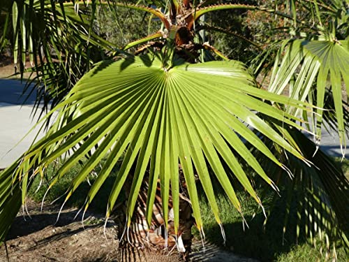 PLAT FIRM GERMINATIONSAMEN: 10 Washington Palm Samen, (WASHINGTONIA FILIBUSTA) von Hand Picked Nursery von PLATFIRM