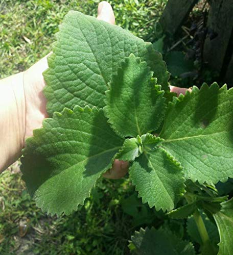 PLAT FIRM GERMINATIONSAMEN: ?3 Wurzelpflanzen?Kubanischer Oregano, Indischer Borage, Spanischer Thymian von PLATFIRM