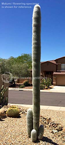 PLAT FIRM GERMINATIONSAMEN: Alter Kaktus Cephalocereus senilis verwurzelte haarige seltene Succulent des Kaktus von PLATFIRM